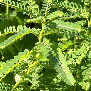 Stone Breaker Plant (Phyllanthus niruri) - Cuttings - live seedlings
