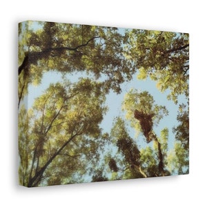 Tree Tops Walnut trees unique art photo print Canvas Gallery Wraps