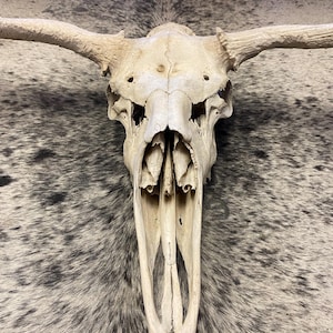 Bull moose skull with horns