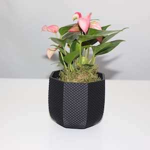 May include: Anthurium plant in a black geometric pot. The plant has pink flowers and green leaves. The pot is filled with moss and soil. The pot is on a white surface. The pot has a patterned design.