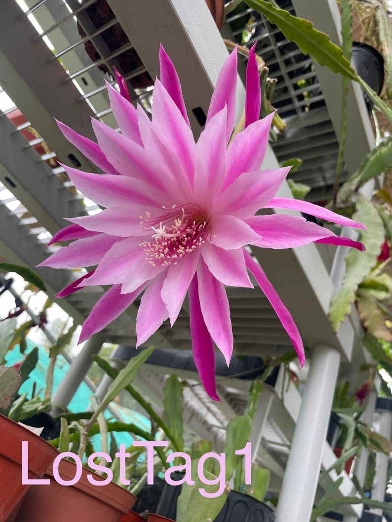 40 Epiphyllum seeds, gorgeous cactus orchid NOIDs, bargain price image 1