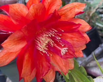 Semillas de cactus orquídea raras: híbridos exóticos de Epiphyllum - 40 semillas