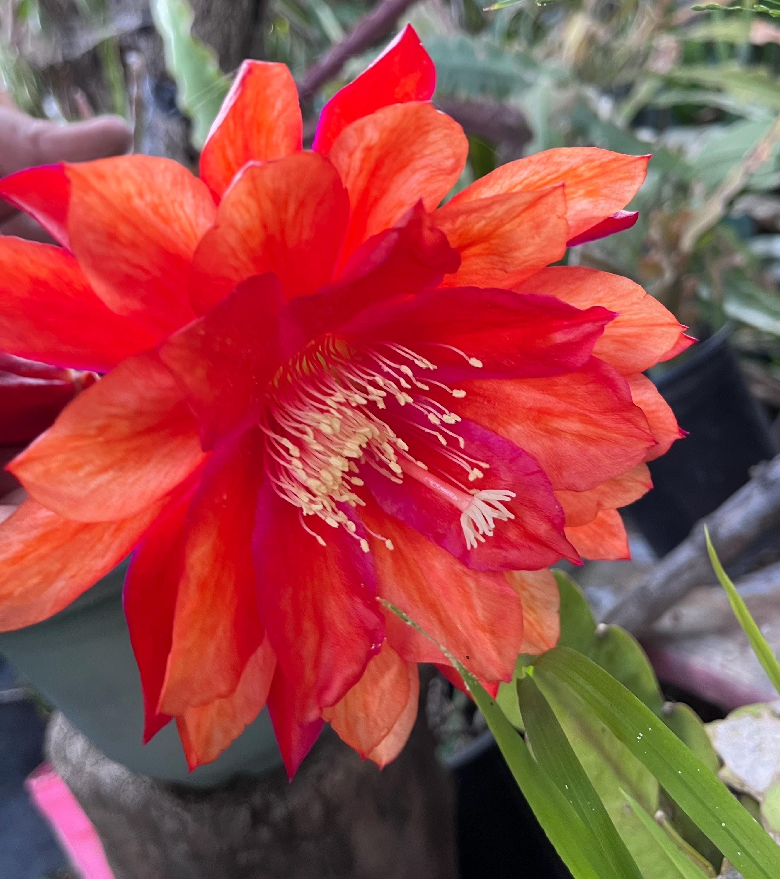 cactus flower sandrock Silver Torch Cactus main image 1