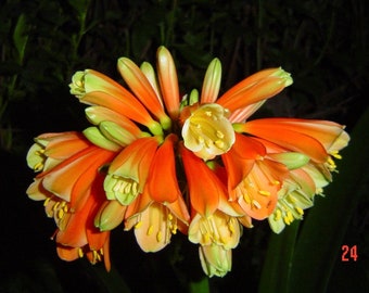 Clivia Nobilis SEEDS!! HTF, for hybridizing projects, 5 seeds!