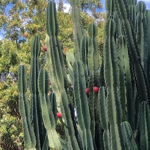 San Pedro Cactus Powder - Etsy