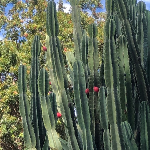 Peruvian apple cactus cuttings, fruiting cacti, food sovereignty