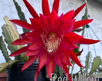 Live, Mature Epiphyllum Plant, Ivan The Terrible, EXACT Rooted Cutting, FREE Shipping