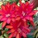 see more listings in the Epi Plants section