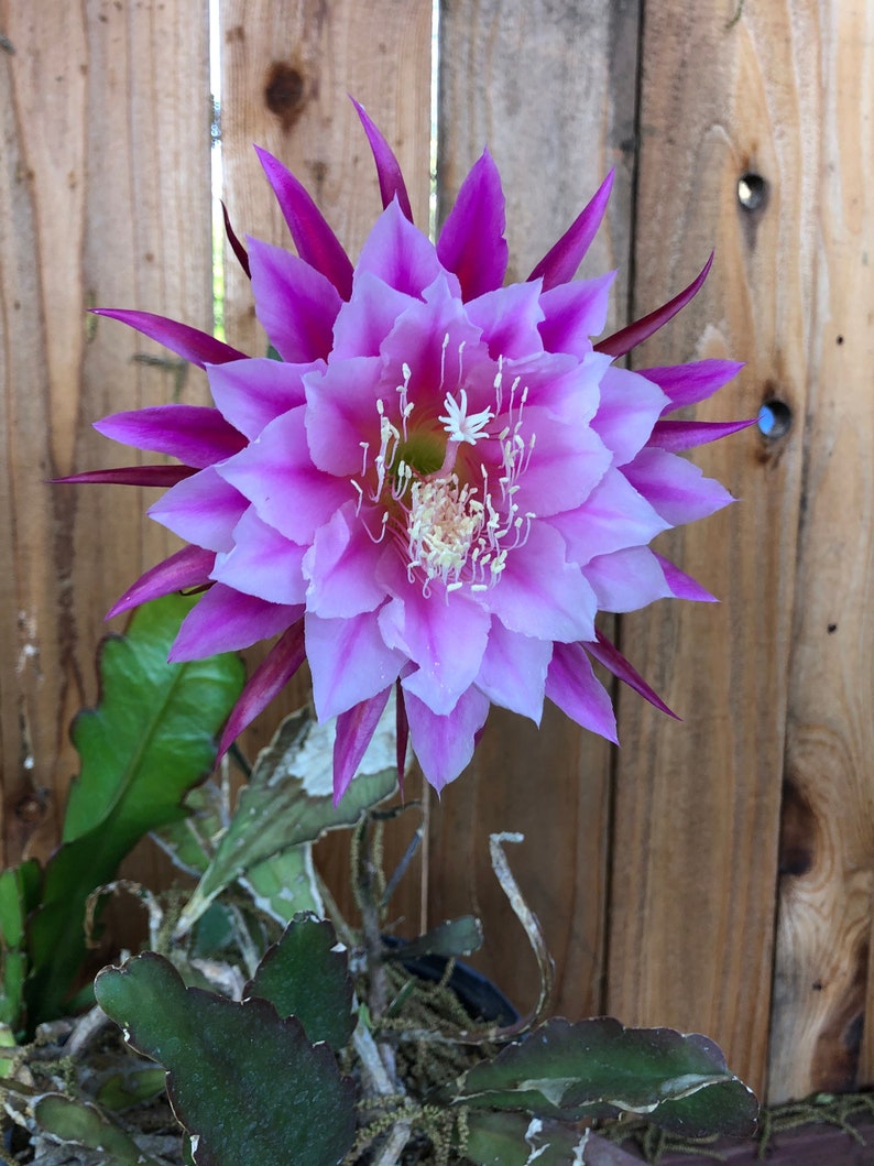 40 Epiphyllum seeds, gorgeous cactus orchid NOIDs, bargain price Rosarito