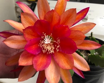 Live, Mature Epiphyllum Plant, Three Oranges, EXACT Rooted Cutting, FREE Shipping!