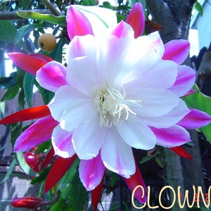 Epiphyllum, Cactus Orchid seeds, several varieties