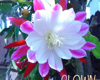 Epiphyllum, Cactus Orchid seeds, several varieties