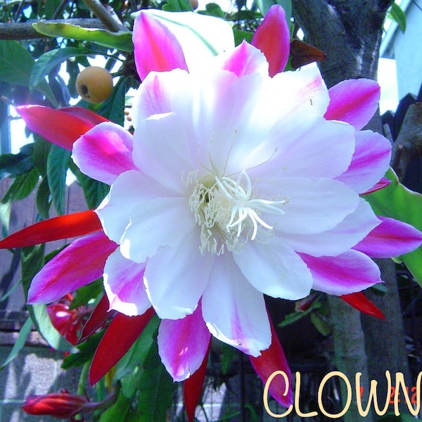 Epiphyllum, semillas de orquídeas cactus, varias variedades.