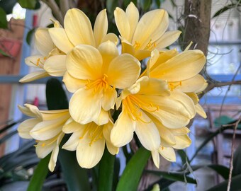 3x Yellow Clivia Seedling, Take The Last 3! Exact, Free Shipping, USA Plant