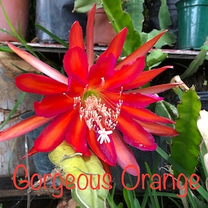 40 Epiphyllum seeds, gorgeous cactus orchid NOIDs, bargain price Gorgeous Orange