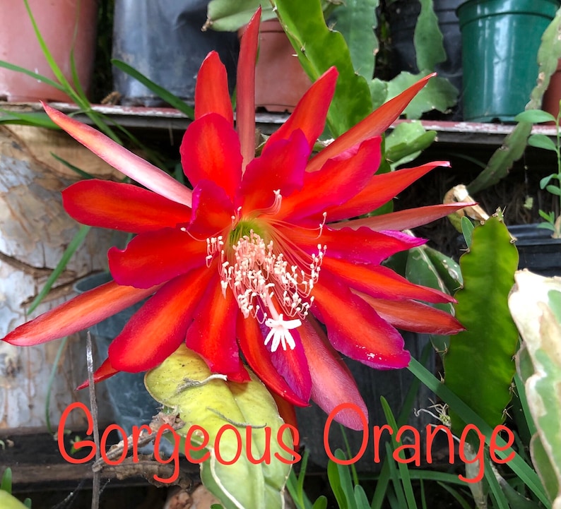 40 Epiphyllum seeds, gorgeous cactus orchid NOIDs, bargain price Gorgeous Orange