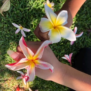 Plumeria Pro Pack! 3x Premium Cuttings, Rare Madame Poni, Royal Hawaiian, Celedine, Tropical Houseplant, Easy Care, FREE Shipping!