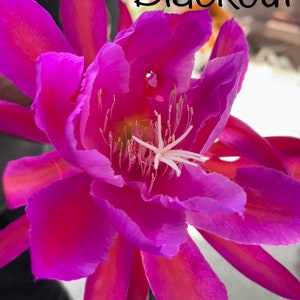 Tracked Crosses by CLOWN and friends Epiphyllum seed! Rare, Last Chance!