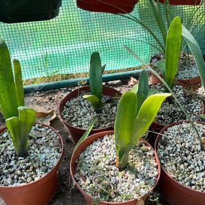 3x Belgium Hybrid Clivia Seedlings!