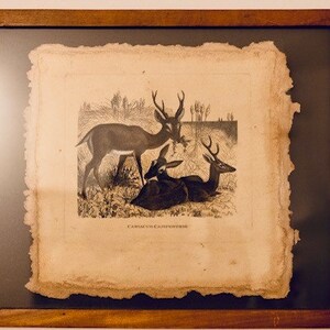 Deer One