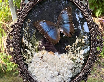 Real Blue Morpho Butterfly Taxidermy in Vintage Ornate Bubble Glass Frame