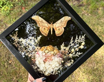 Real Moth Taxidermy in Vintage Black Frame | Dark Academia Oddities Art Witchy Decor