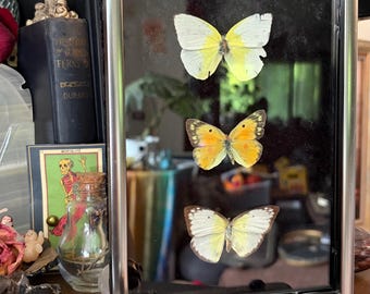 Real Framed Yellow Butterfly Trio Frame | Oddities Decor