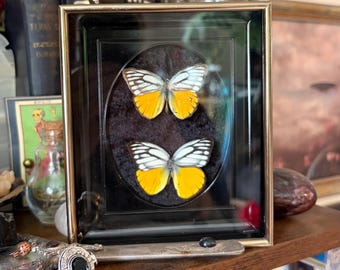 Real Framed Orange Butterfly Pair Frame | Oddities Decor