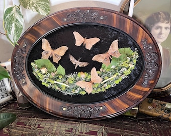 Taxidermy Sphynx Moth Display | Vintage Bubble Glass Frame, Gothic Decor