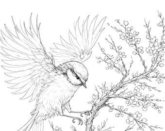 Bird Coloring Page Collection, Printable Bird Coloring Book, Nature and Wildlife Line Art, Adult & Kids Coloring Pages, Instant PDF Download