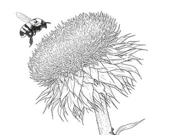Kleurplaat hommel, botanische bloem zeer fijne tekeningen, afdrukbare bij illustratie, natuur volwassen kleurplaat, wilde bloemen kunst downloaden