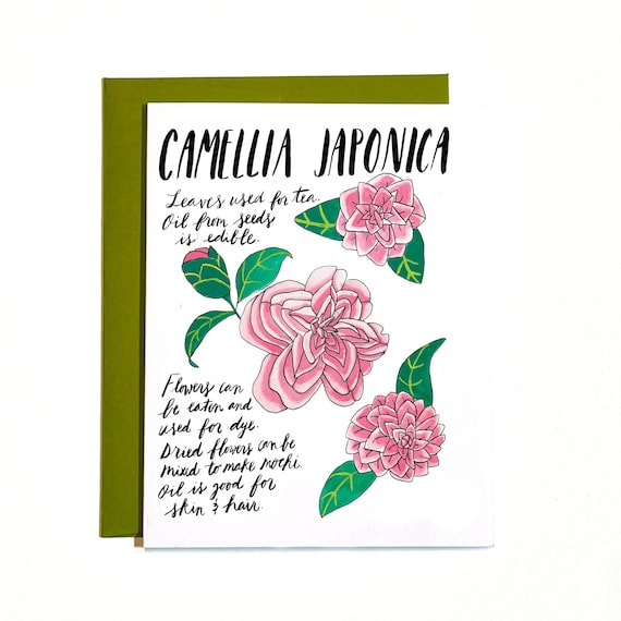 Camellia botanical illustration blank card