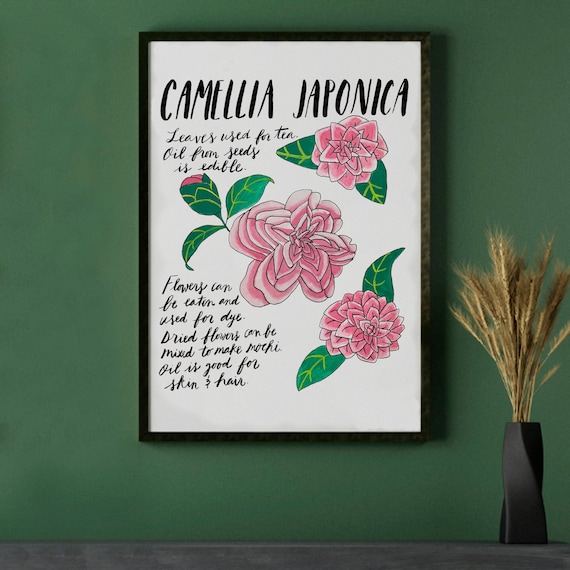 Camellia Japonica 11x14 botanical print unframed