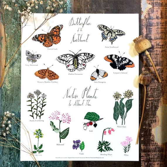 Butterflies in the Northwest | Botanical Art | 11x14 print unframed