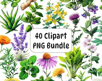 40 Watercolor Medicinal Herb Clipart, Botanical PNG Bundle (Digital Download)