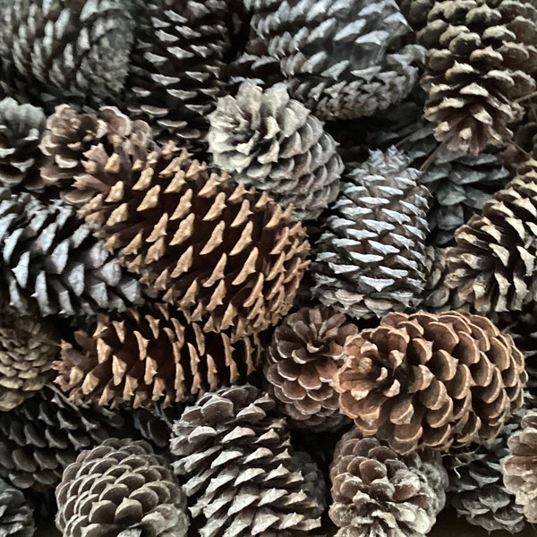 Pine cones for sale.