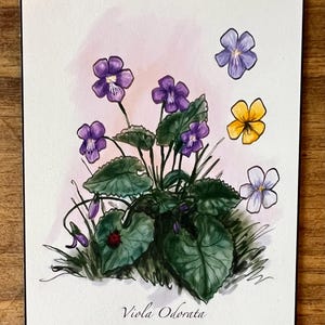May include: A botanical illustration on paper featuring a cluster of purple Viola odorata flowers with green leaves, a small red ladybug, a single yellow flower, and a pale violet flower. The text Viola Odorata is printed at the bottom center.