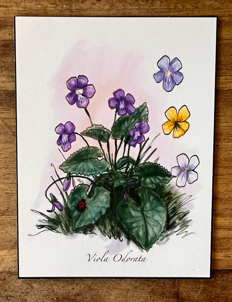 May include: A botanical illustration on paper featuring a cluster of purple Viola odorata flowers with green leaves, a small red ladybug, a single yellow flower, and a pale violet flower. The text Viola Odorata is printed at the bottom center.