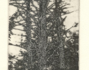 TREE TOPS photo etching pencil signed and numbered