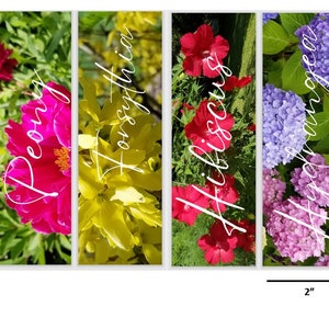 May include: Four vertical panels featuring close-up images of different flowers. The panels are labeled "Peony", "Forsythia", "Hibiscus", and "Hydrangea". Each panel is 6 inches tall and 2 inches wide.