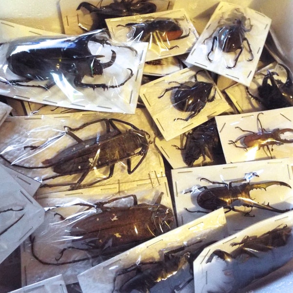 Mixed XL Real Beetles, Package of 3