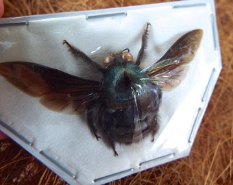 Blue Carpenter Bees, Xylocopa caerulea MALES from Java  Real Dried Insects