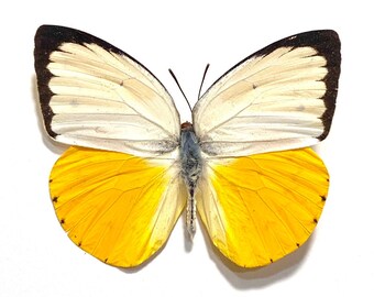 Real Catopsilia scylla "Orange Migrant" Butterfly, spread for your project or laminated or unmounted