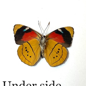 Real Perisama humboldtii Butterfly, spread for your project or laminated or unmounted