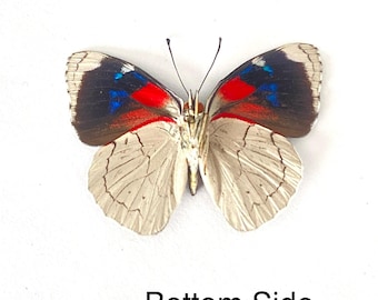 Real Perisama plistia Butterfly, spread for your project or laminated or unmounted