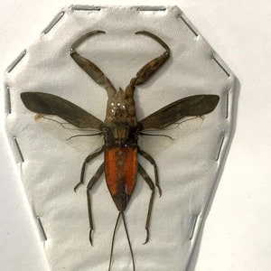 Real Water Scorpion, wings spread out  Laccotrephes pfeiferiae