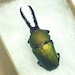 see more listings in the Beetle Jewelry section