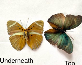 Real Euphaedra eberti Butterfly, spread for your project or laminated or unmounted