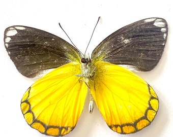 Real Delias rothschildi Butterfly, A-,  for your project