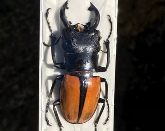 Large Stag Beetles, Odontolabis ludekingi